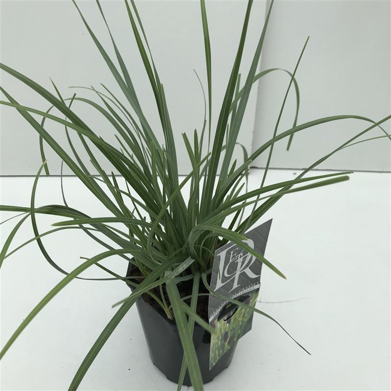 Sesleria heufleriana - C2